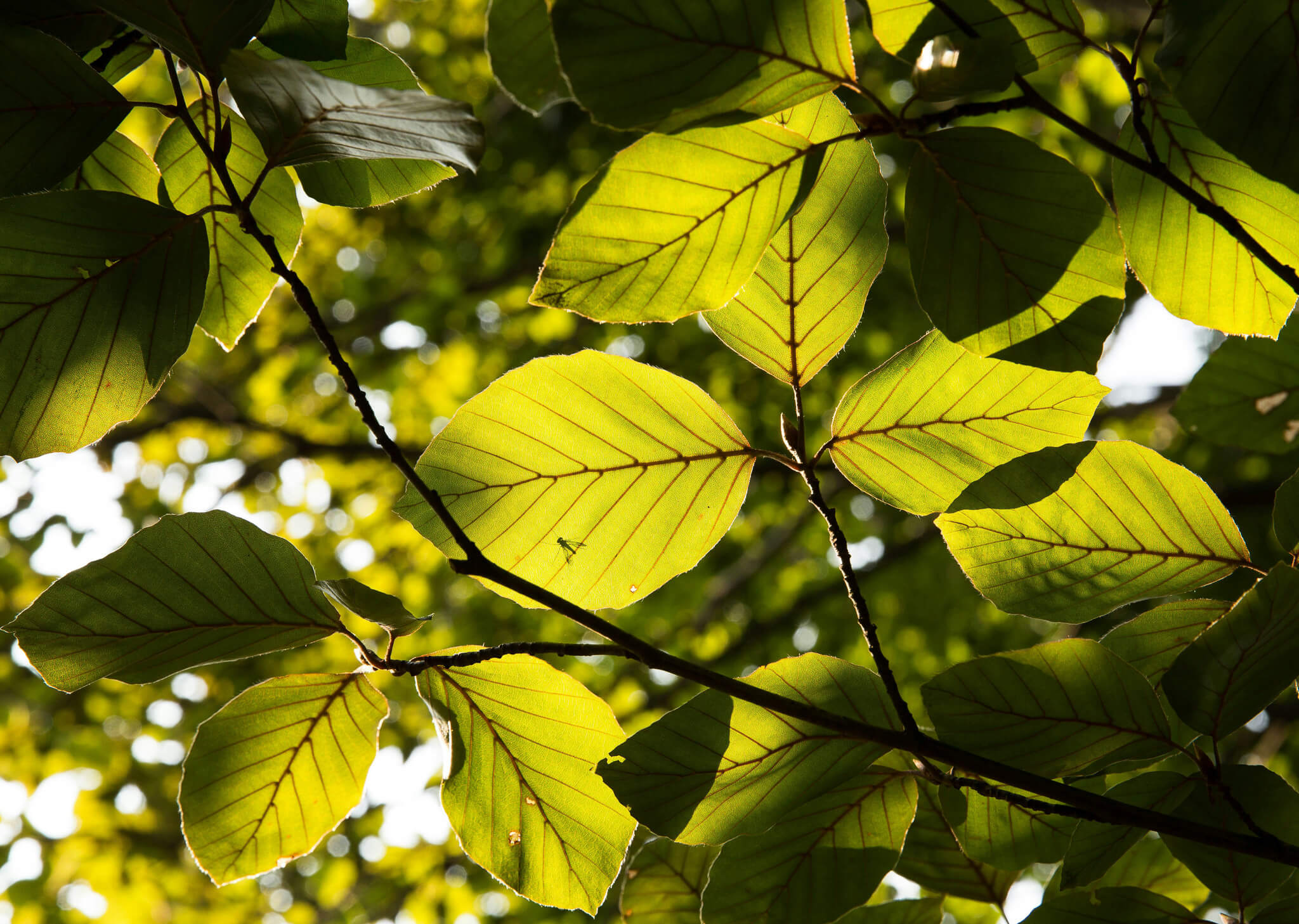 BEECH Resorts Buchenblatt