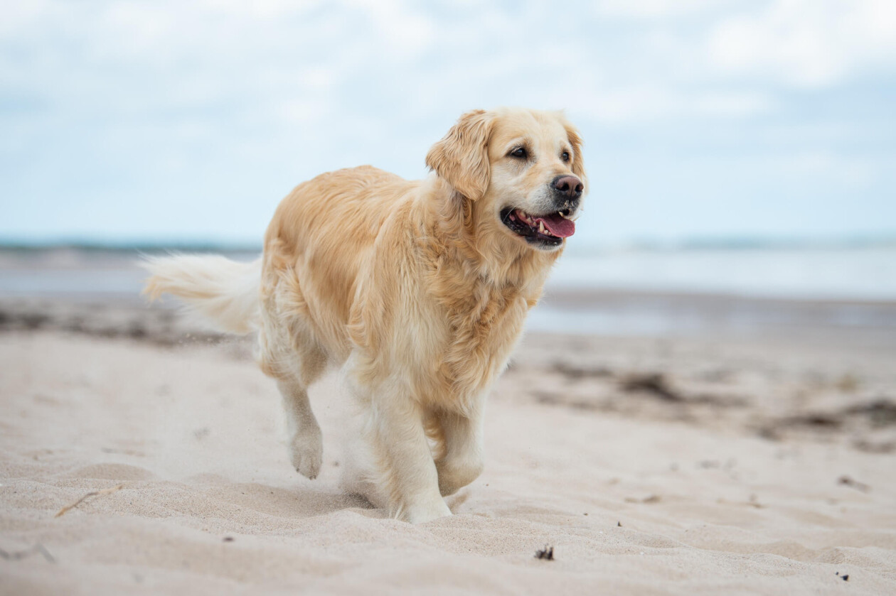 Hund am Strand