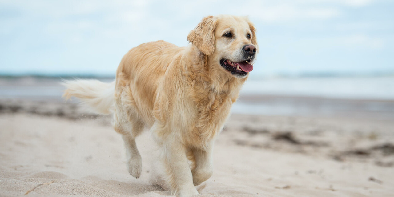 Hund am Strand