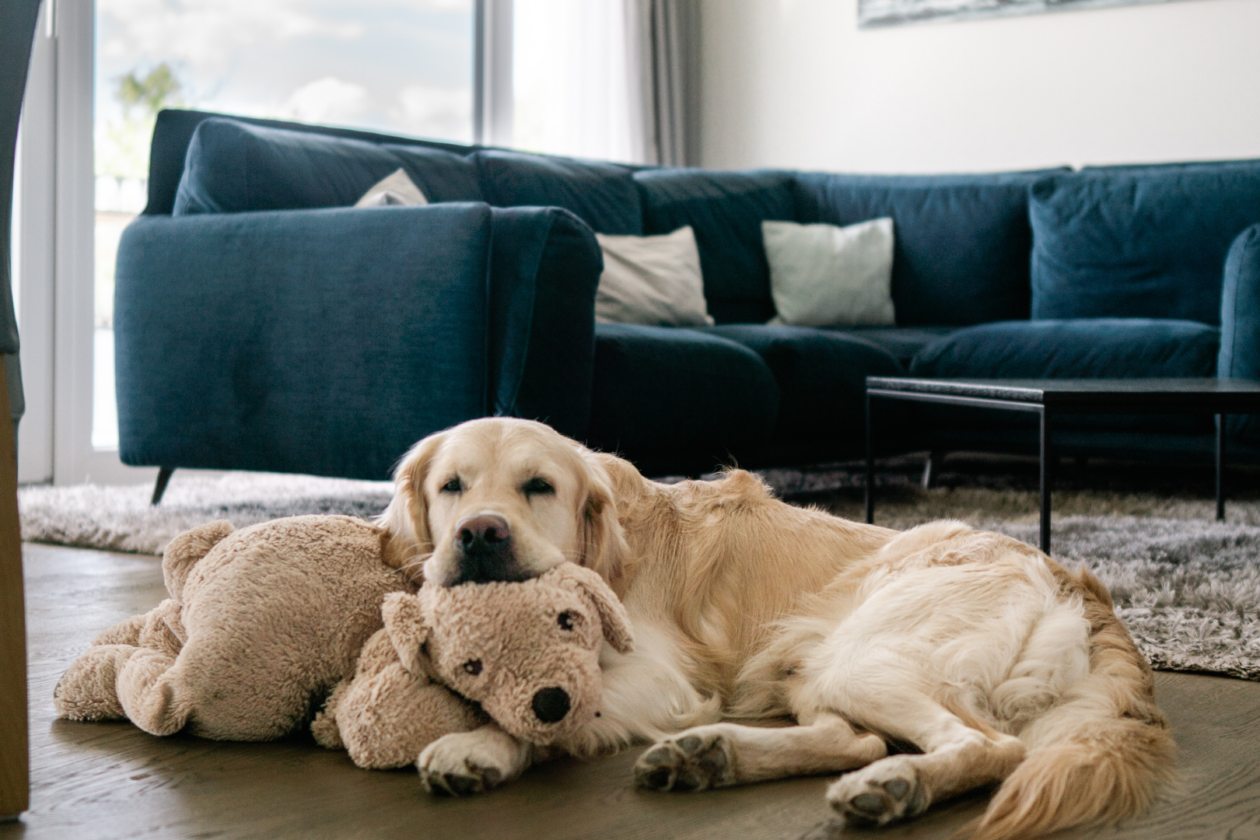 Maremüritz Ferienwohnung mit Hund